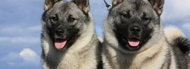 Норвежский серый элкхунд